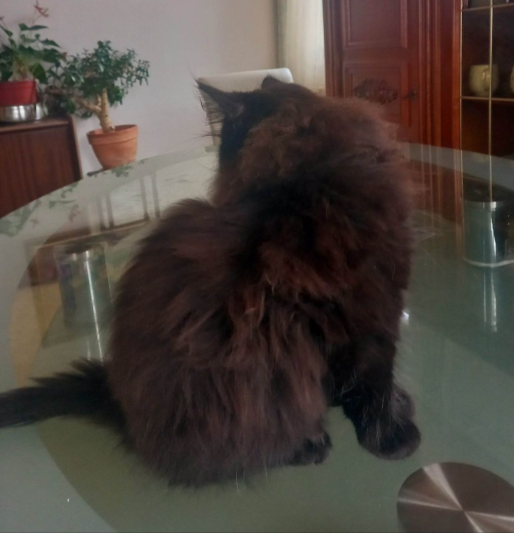 Sibirische-Waldkatze