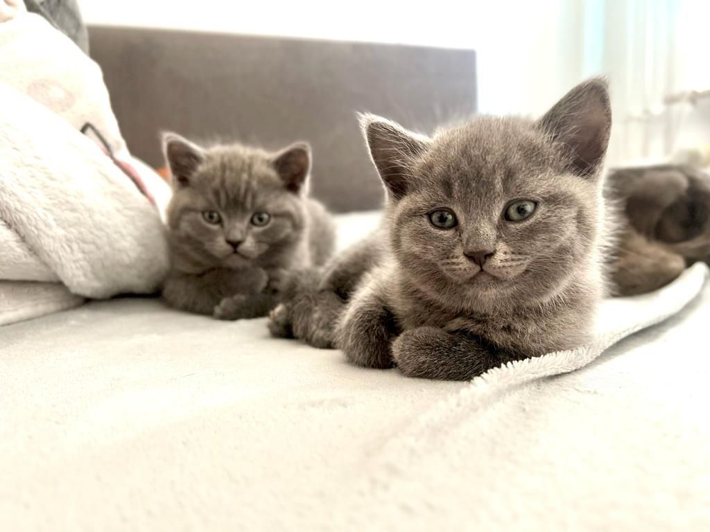 BKH Kitten grau