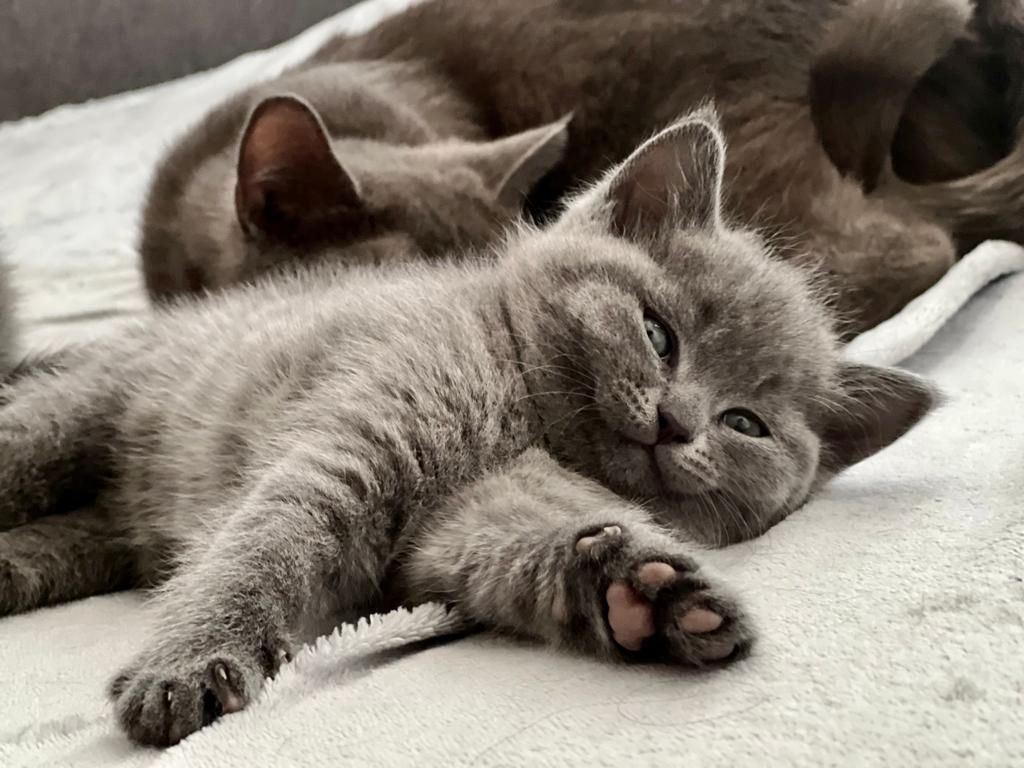 BKH Kitten grau