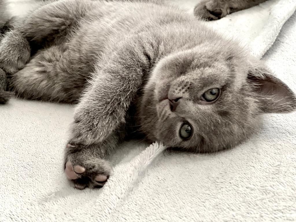 BKH Kitten grau