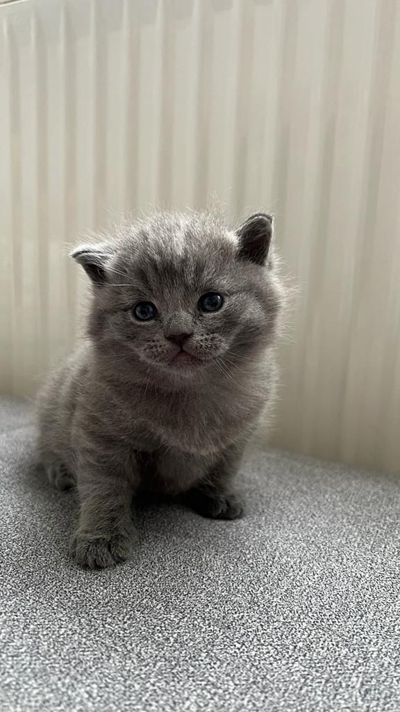 BKH Kitten grau