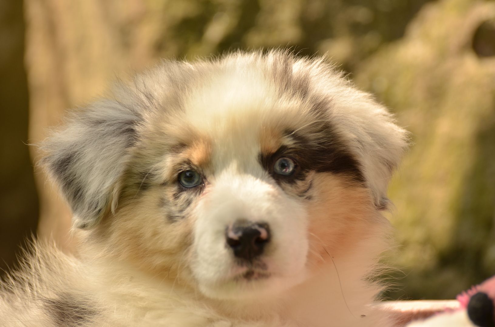 Australien Shepard Welpen Australien Shepard Welpen