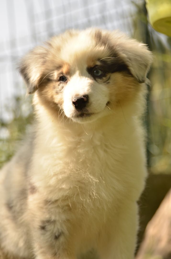 Australien Shepard Welpen Australien Shepard Welpen