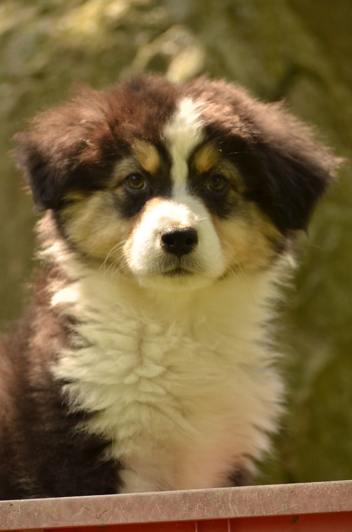 Australien Shepard Welpen Australien Shepard Welpen