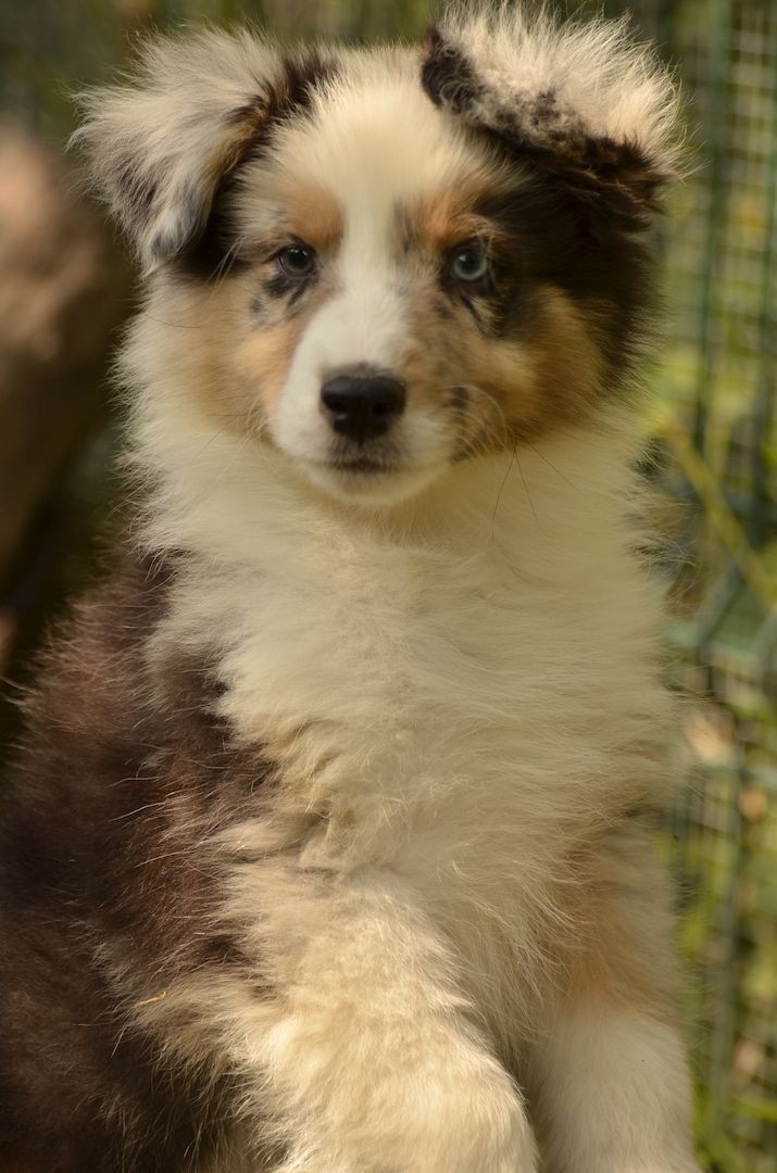 Australien Shepard Welpen Australien Shepard Welpen