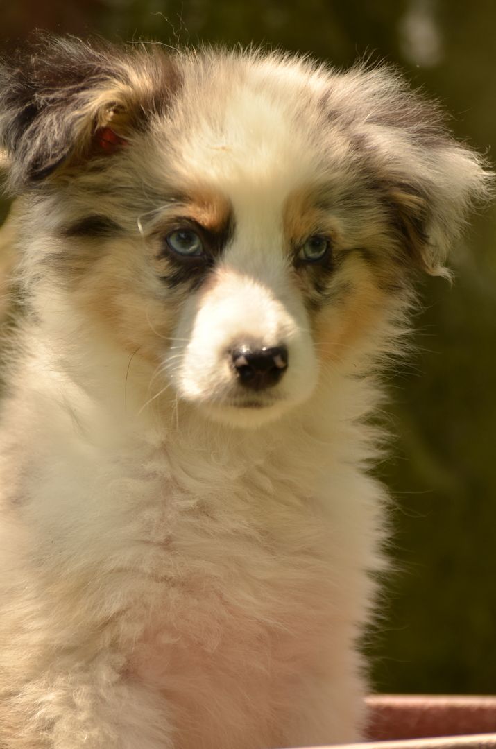 Australien Shepard Welpen Australien Shepard Welpen