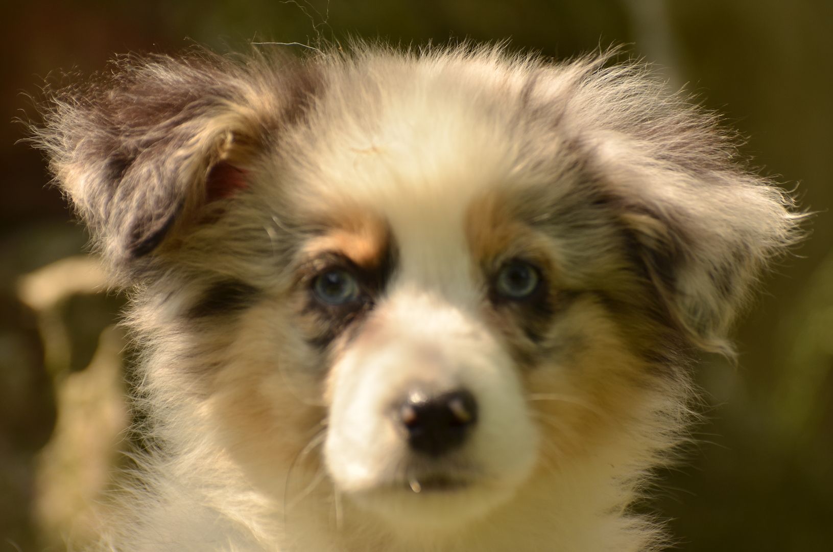 Australien Shepard Welpen Australien Shepard Welpen