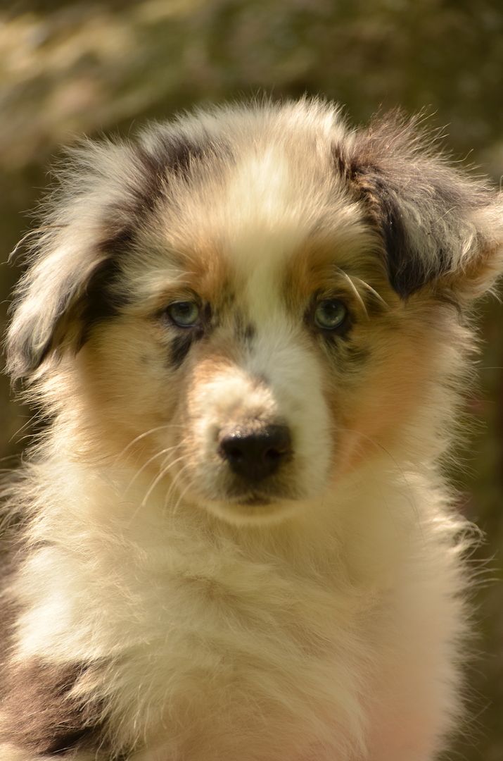 Australien Shepard Welpen Australien Shepard Welpen