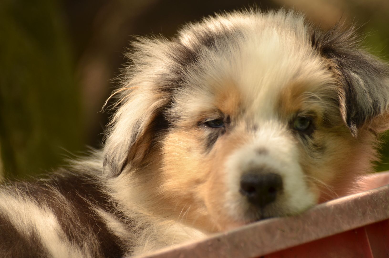 Australien Shepard Welpen Australien Shepard Welpen