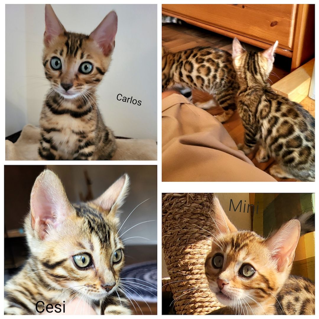 Katzenbabys Bengal Katzenbabys Bengal