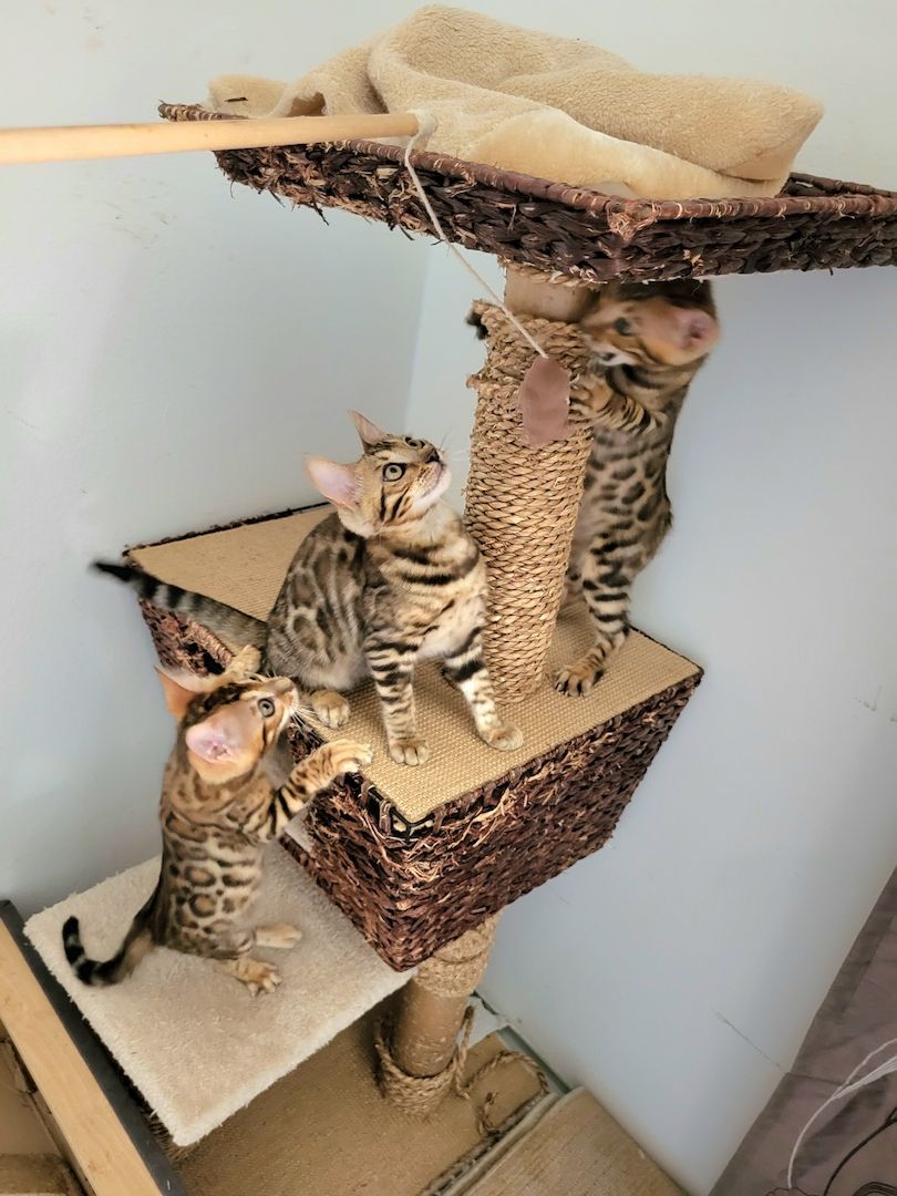 Katzenbabys Bengal Katzenbabys Bengal