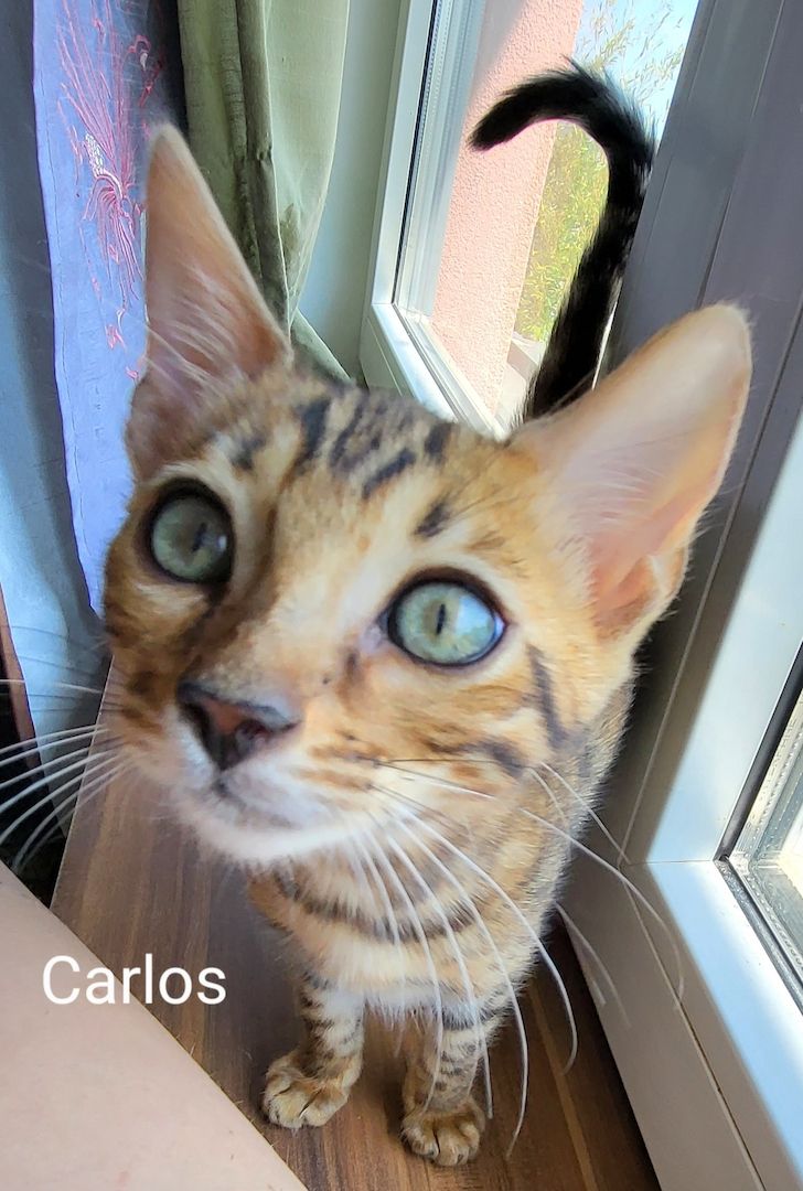 Katzenbabys Bengal Katzenbabys Bengal