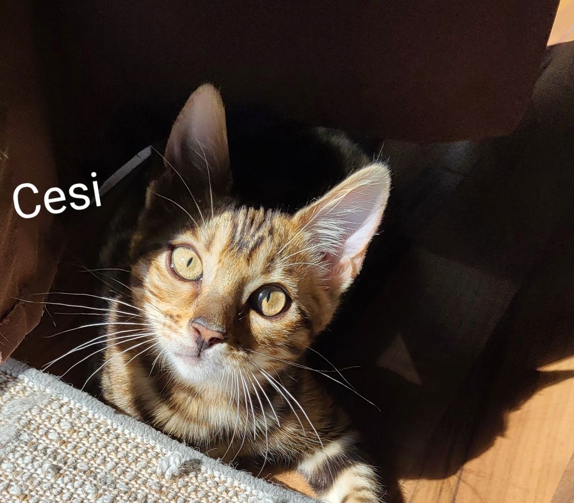 Katzenbabys Bengal Katzenbabys Bengal