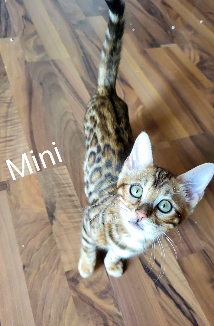 Katzenbabys Bengal Katzenbabys Bengal