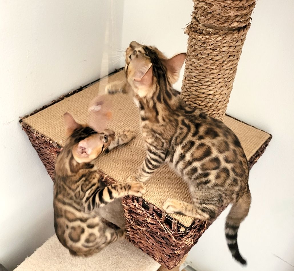 Katzenbabys Bengal Katzenbabys Bengal