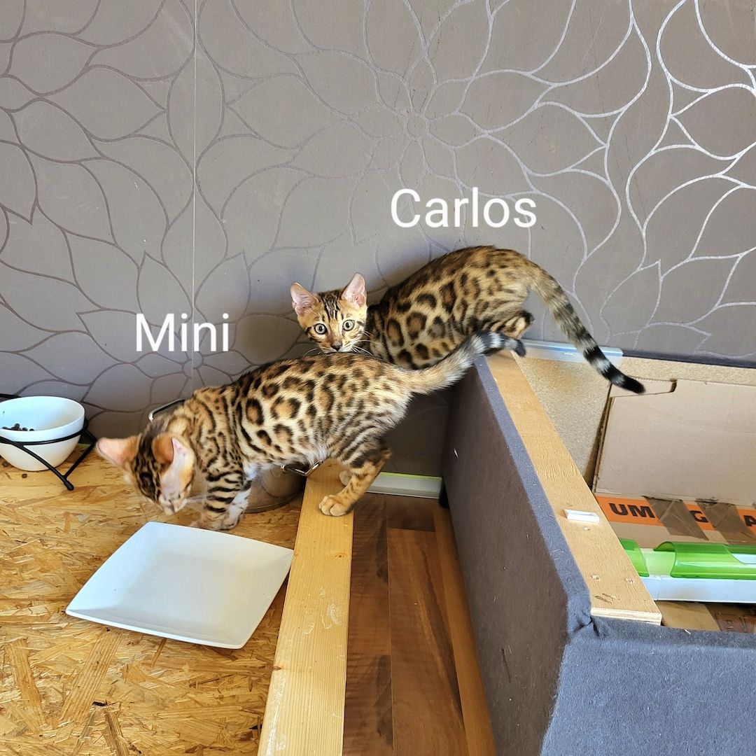 Katzenbabys Bengal Katzenbabys Bengal