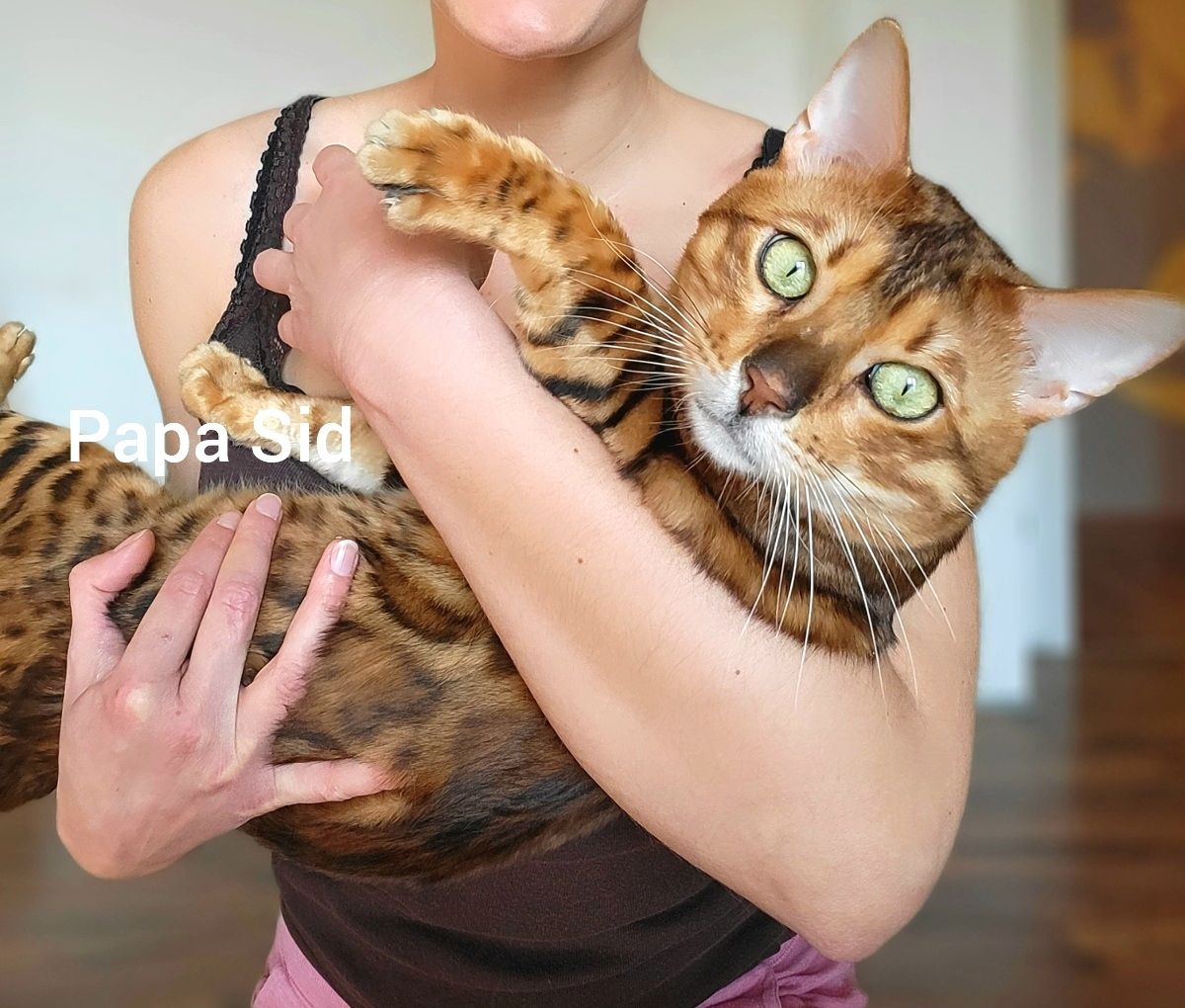 Katzenbabys Bengal Katzenbabys Bengal
