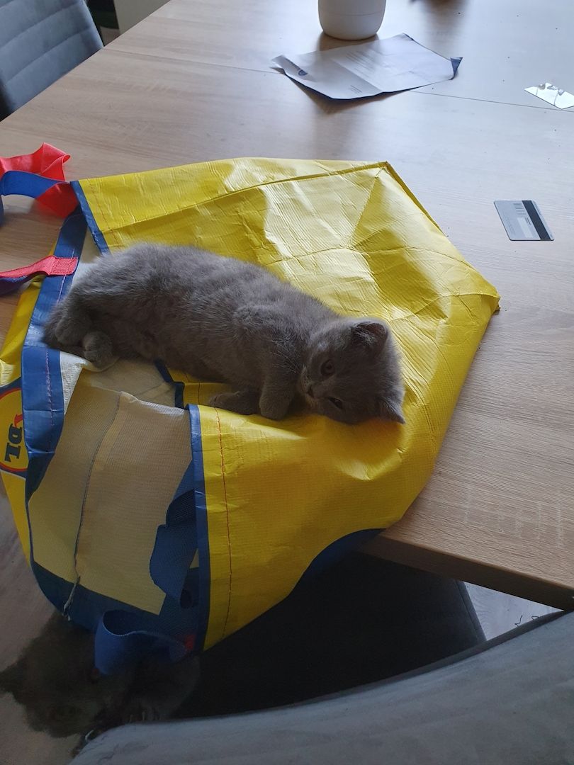 Bkh Kitten zu verkaufen