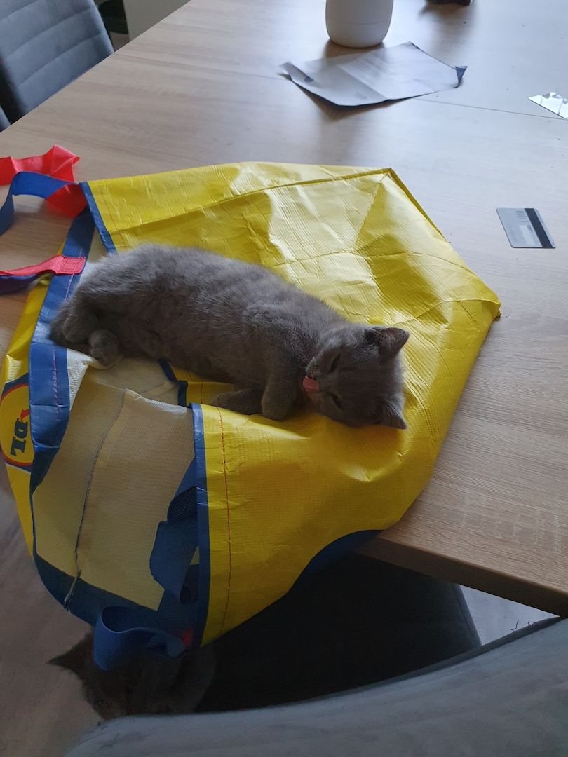 Bkh Kitten zu verkaufen
