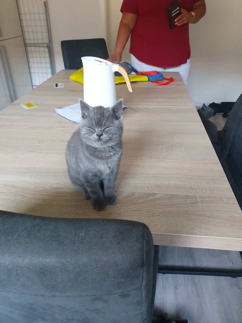 Bkh Kitten zu verkaufen