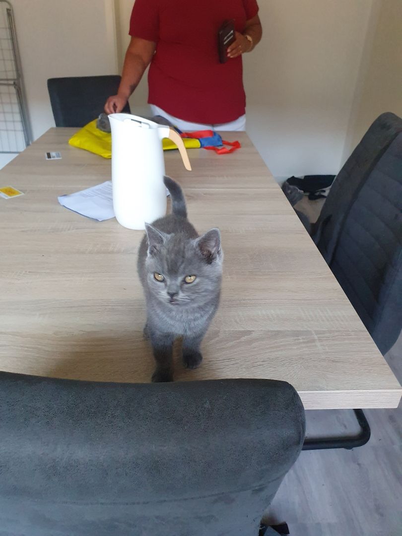 Bkh Kitten zu verkaufen