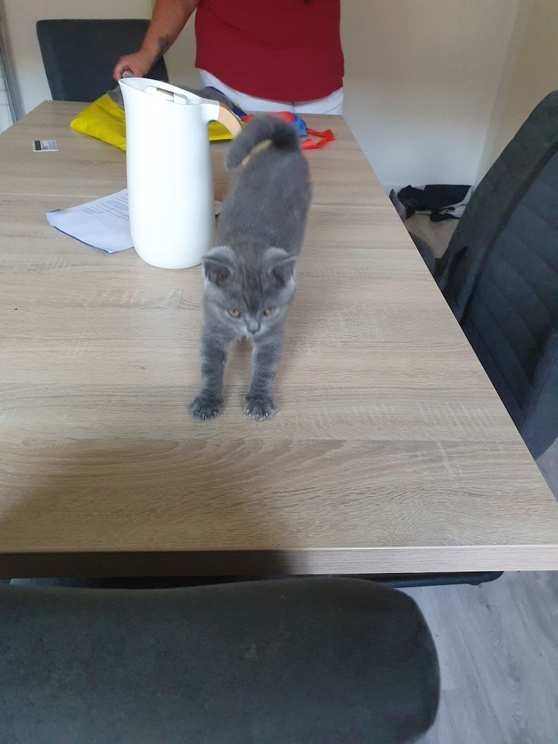 Bkh Kitten zu verkaufen