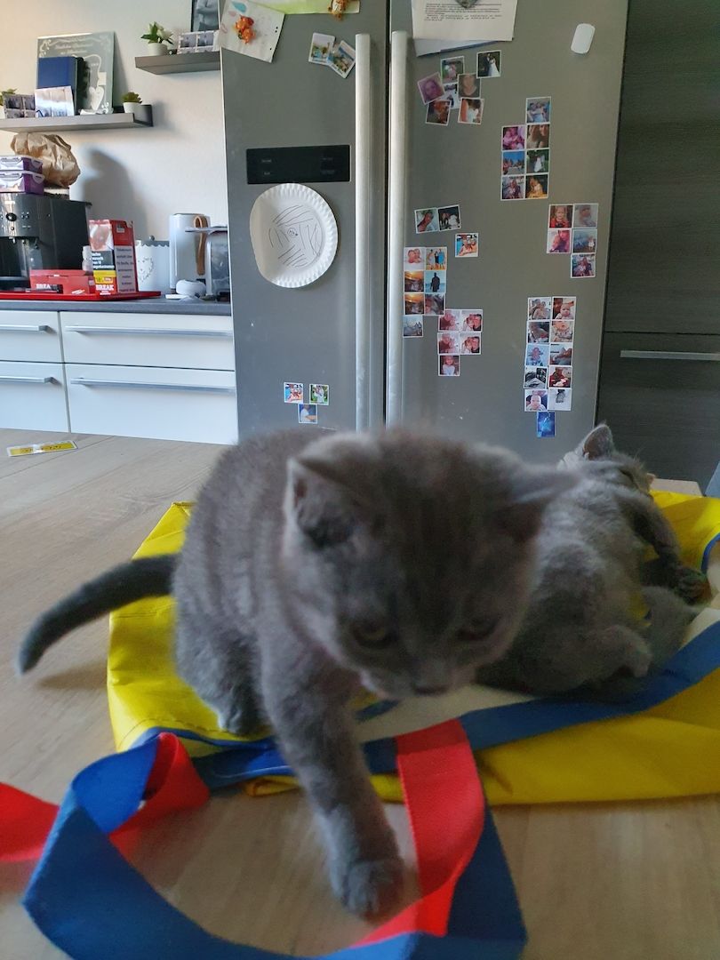 Bkh Kitten zu verkaufen