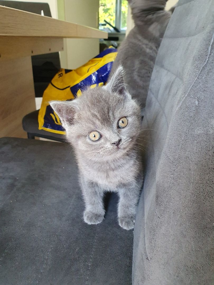 Bkh Kitten zu verkaufen