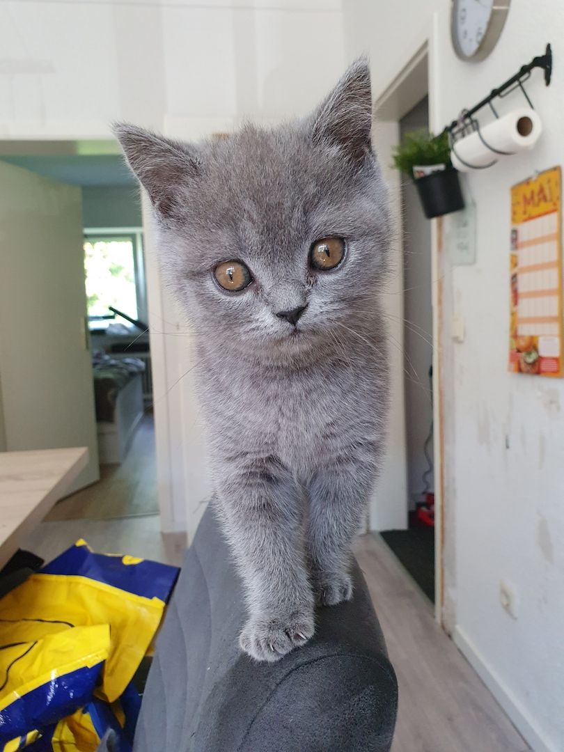 Bkh Kitten zu verkaufen