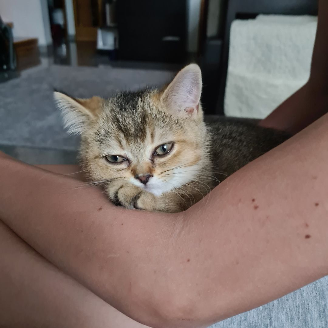 Bkh kitten