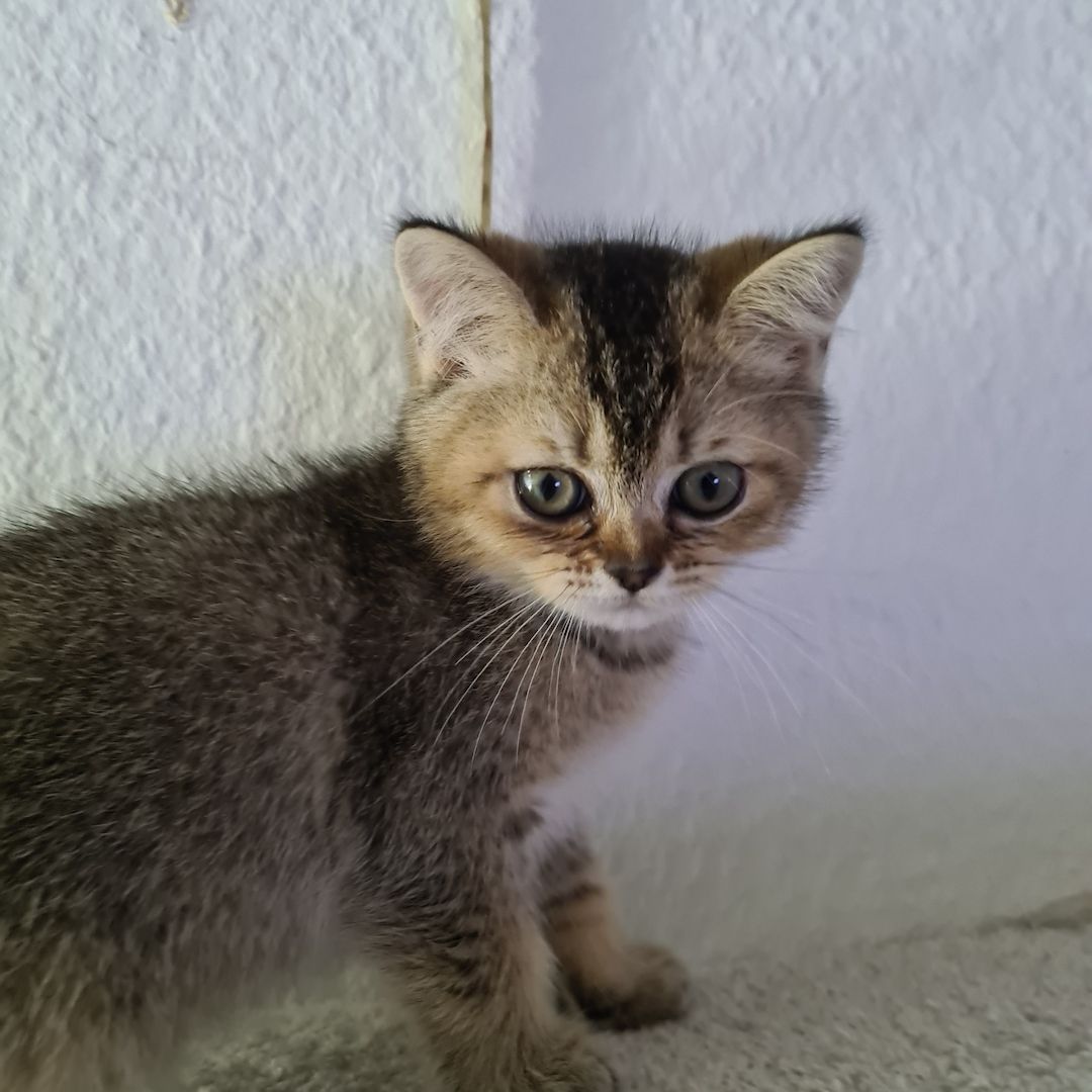 Bkh kitten