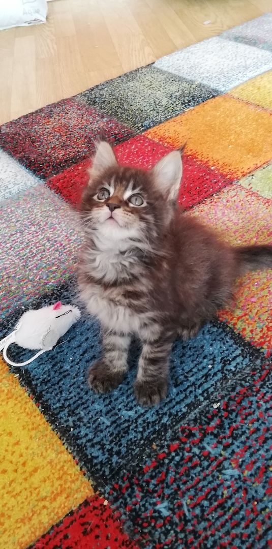 Maine Coon Kitten
