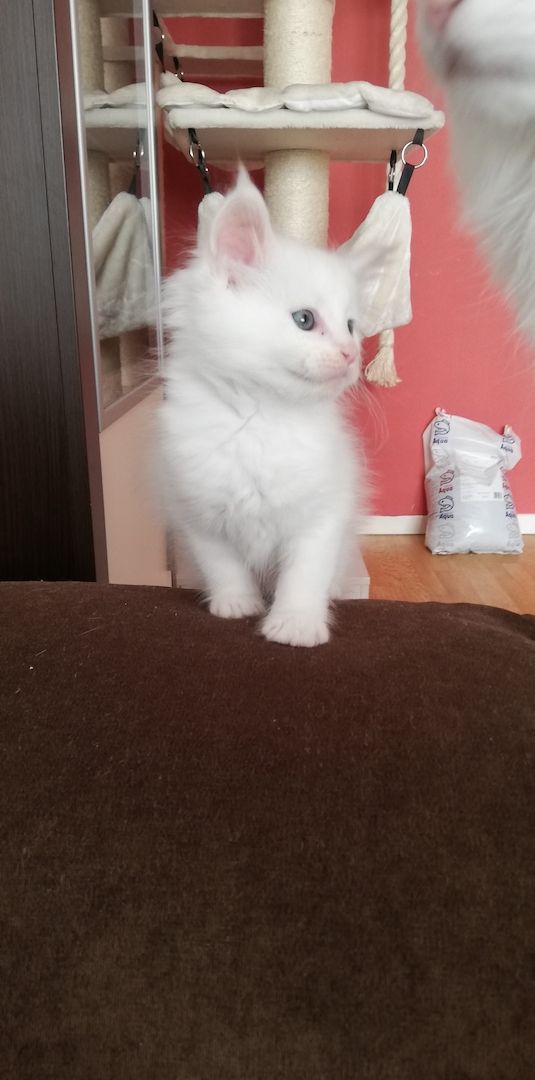Maine Coon Kitten