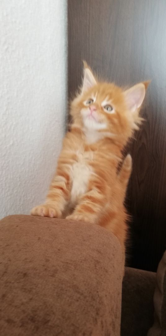 Maine Coon Kitten