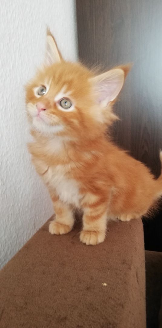Maine Coon Kitten