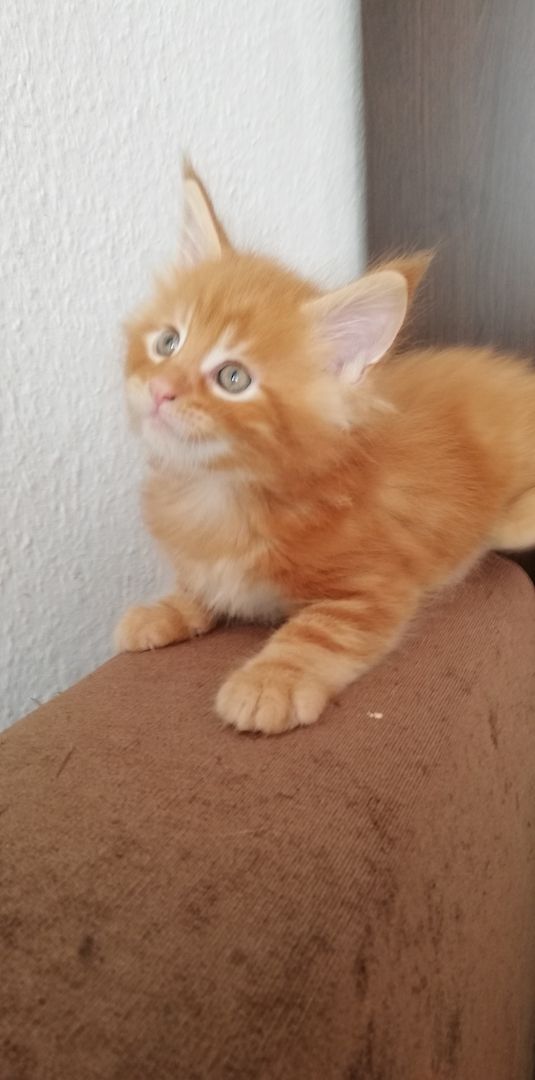 Maine Coon Kitten