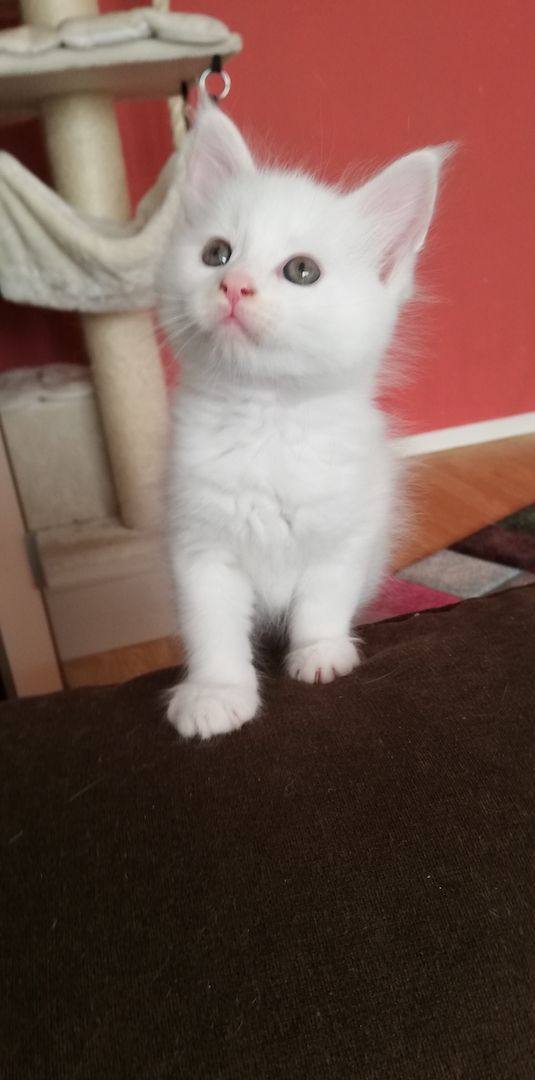 Maine Coon Kitten