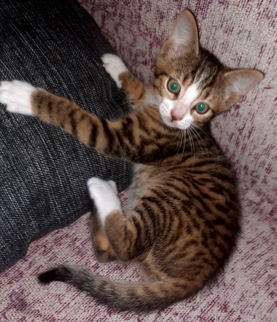 2 Kater suchen ein Zuhause