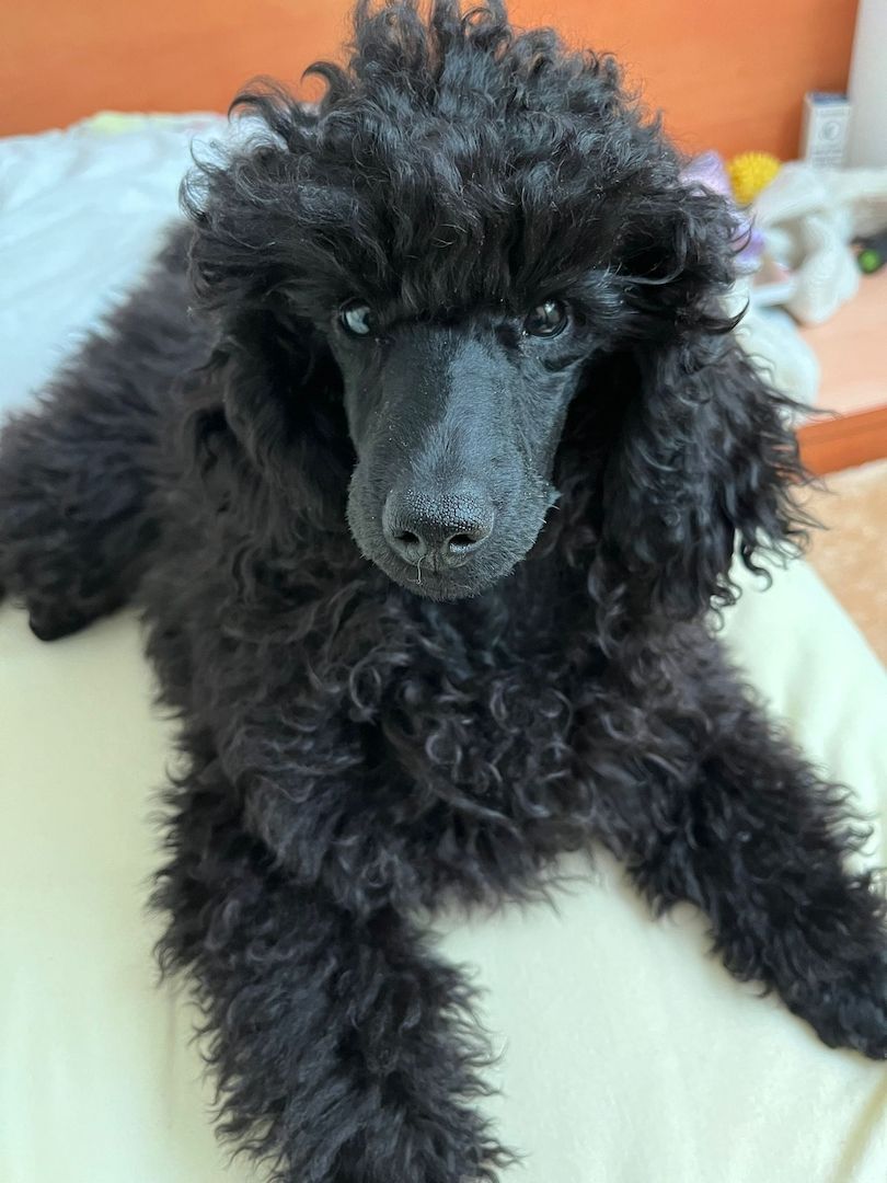 Kleinpudel schwarz (VDH/FCI/PZV)