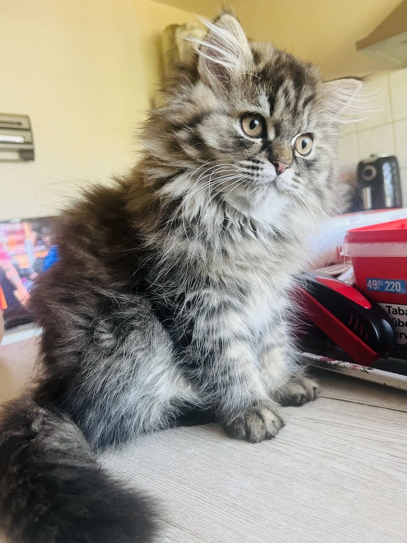 Perser Kitten