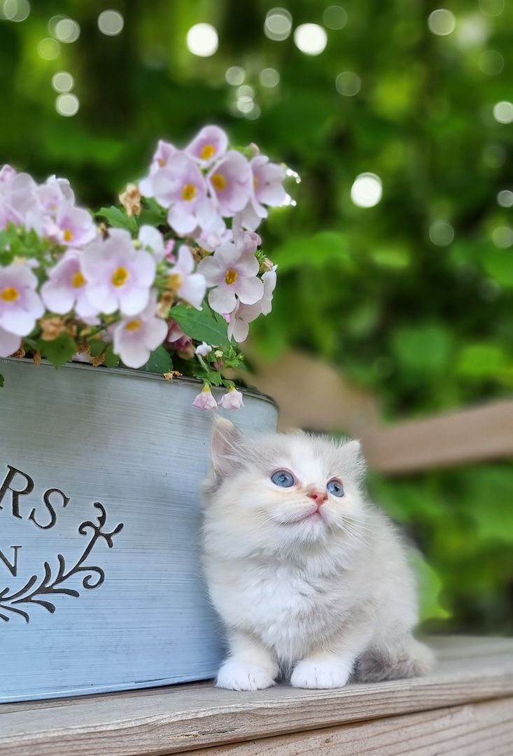 Bezaubernde Ragdoll Kitten vom Schwalbenhof