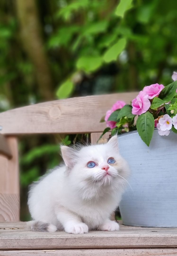 Bezaubernde Ragdoll Kitten vom Schwalbenhof