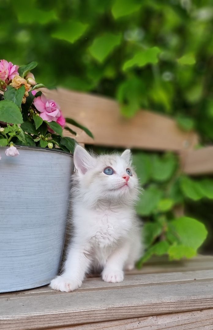 Bezaubernde Ragdoll Kitten vom Schwalbenhof