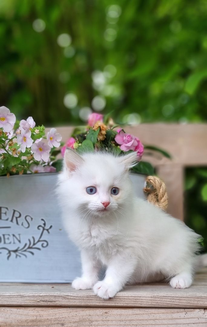 Bezaubernde Ragdoll Kitten vom Schwalbenhof