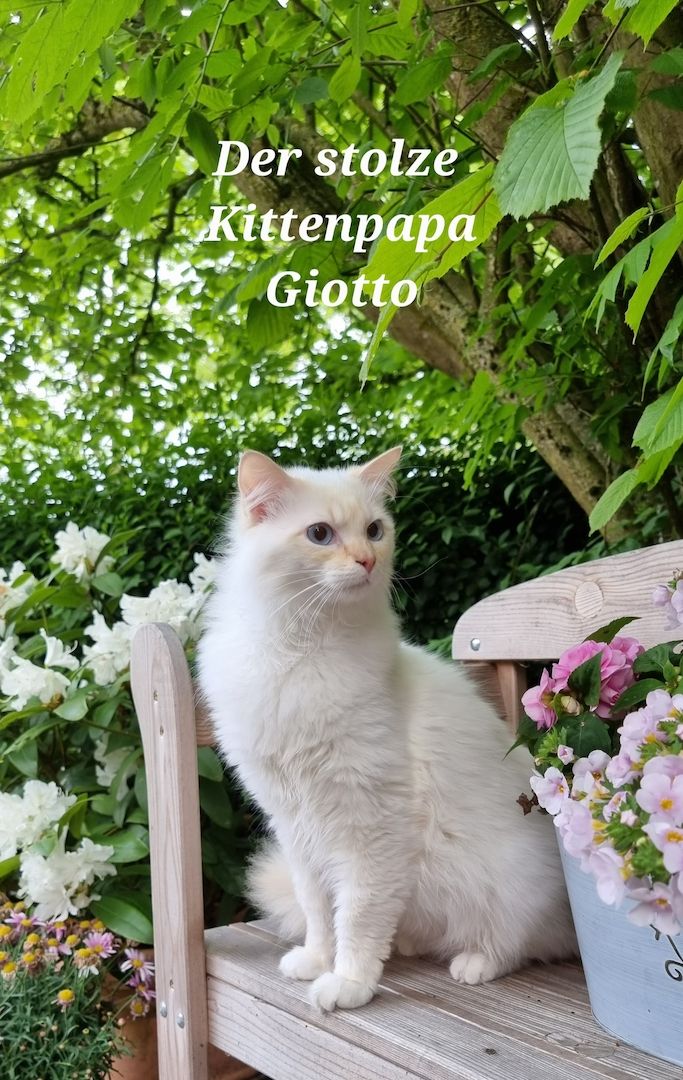 Bezaubernde Ragdoll Kitten vom Schwalbenhof