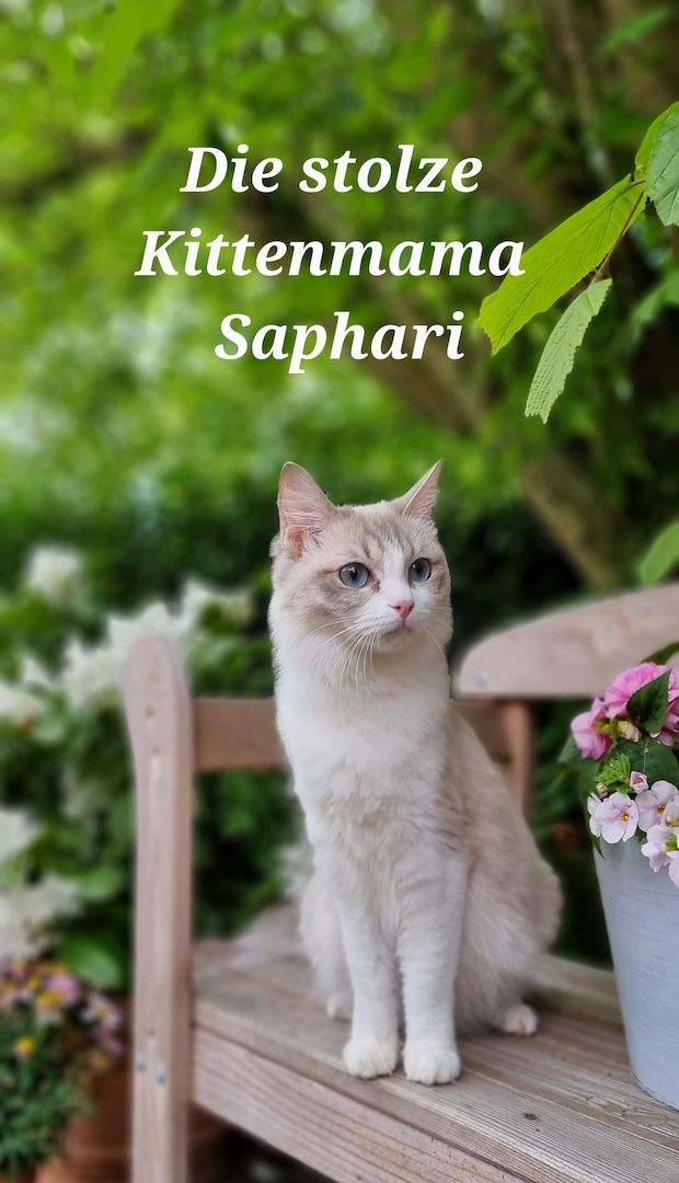 Bezaubernde Ragdoll Kitten vom Schwalbenhof