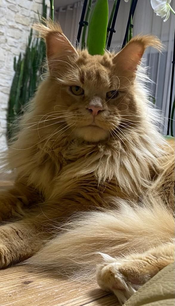 Main Coon Kitten Reinrassig