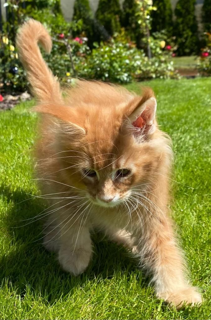 Main Coon Kitten Reinrassig