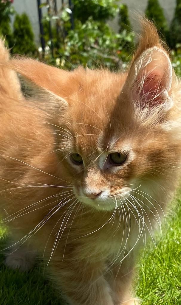 Main Coon Kitten Reinrassig