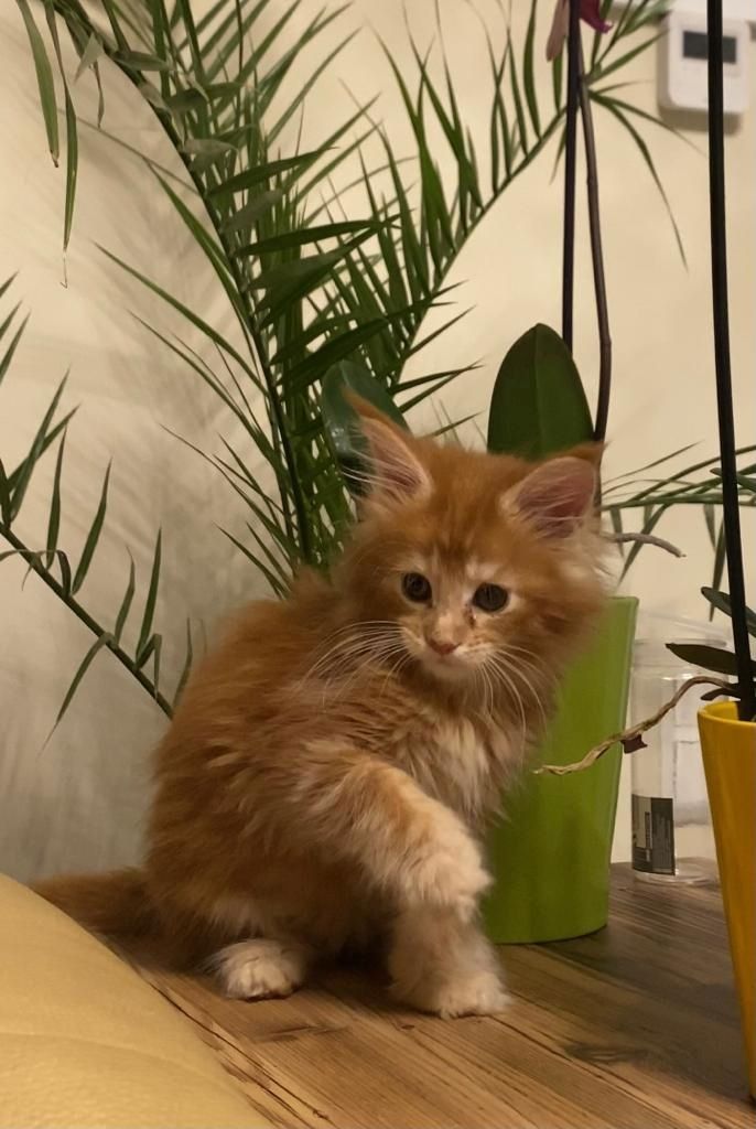Main Coon Kitten Reinrassig
